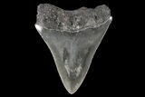 Serrated, Juvenile Megalodon Tooth #74168-1